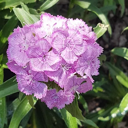 Vasilis 2 * Kéfalos