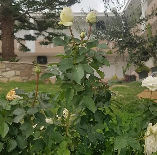 Vasilis 2 Apartman *