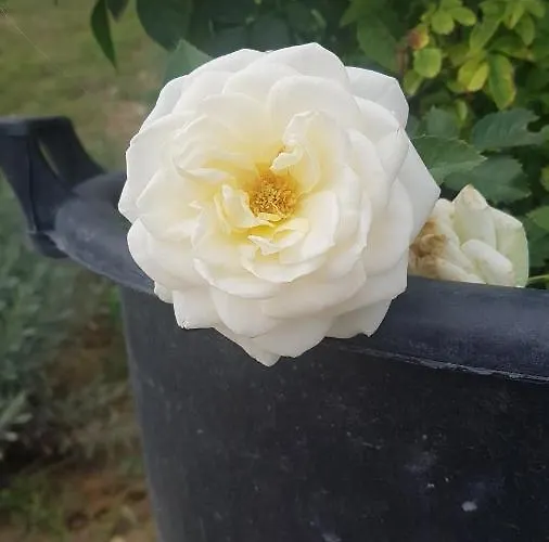 Vasilis 2 Apartman Kéfalosz