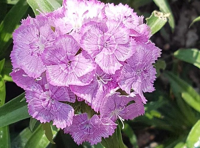 Vasilis 2 * Kéfalosz