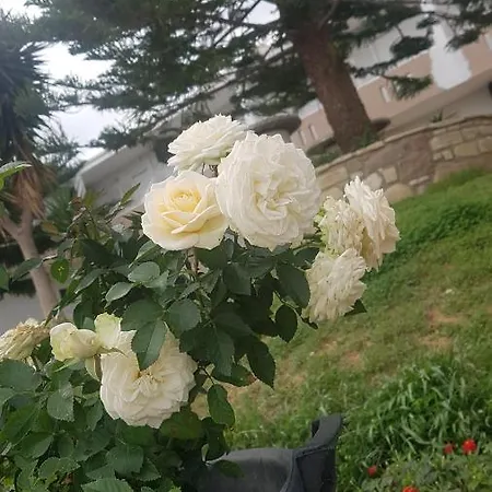 Appartement Vasilis 2 Kéfalos