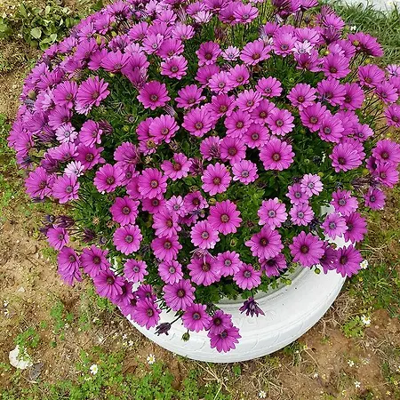 Vasilis 2 * Kéfalos