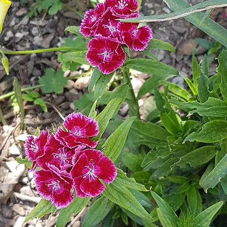 Vasilis 2 Apartamento