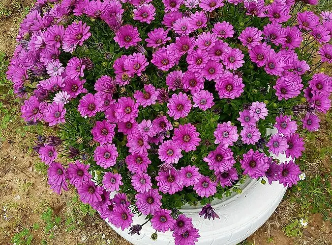 Vasilis 2 * Kéfalos